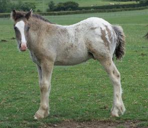 Click for larger image